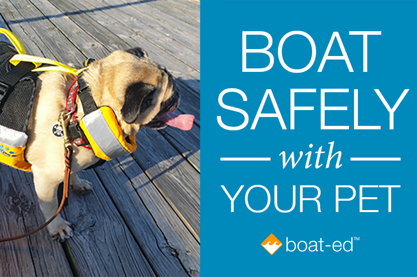 How to (Safely) Take Your Dog Boating - PartsVu Xchange