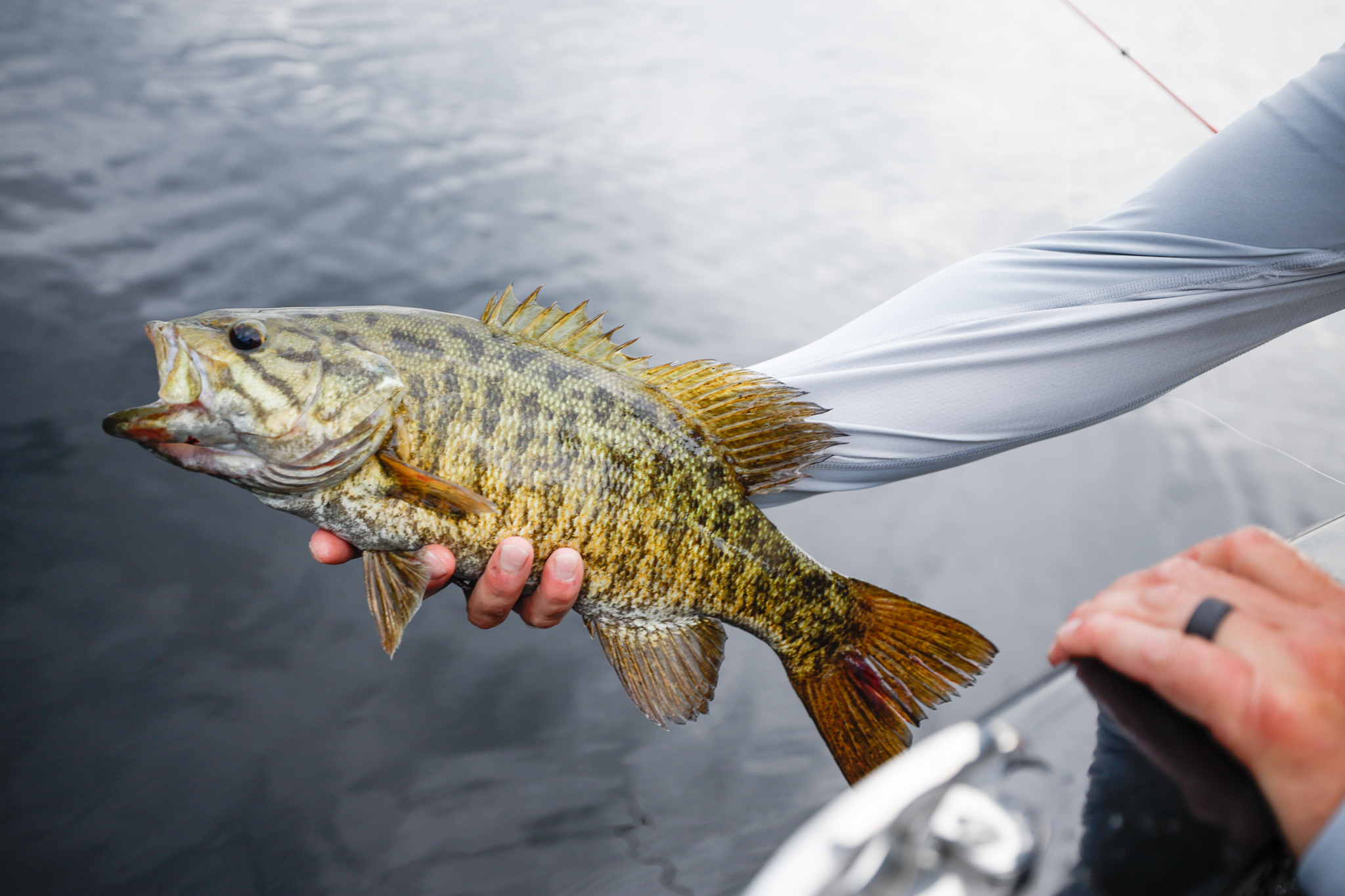 Close-up of a hand holding a bass fish over the water, bass fishing from a boat concept. 